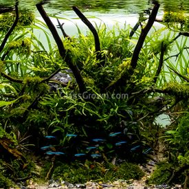 Spiderwood Driftwood Medium (6-10")