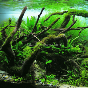 Spiderwood Driftwood Medium (6-10")