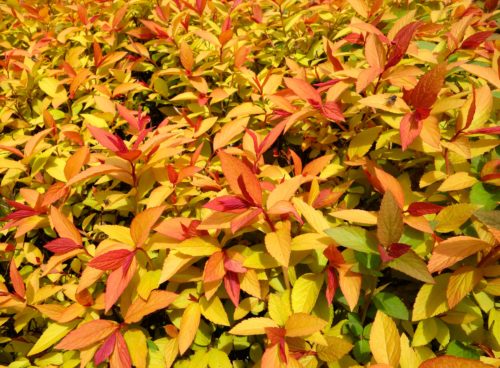 Gold Flame Spirea