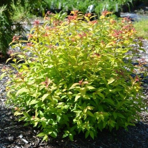 Gold Flame Spirea
