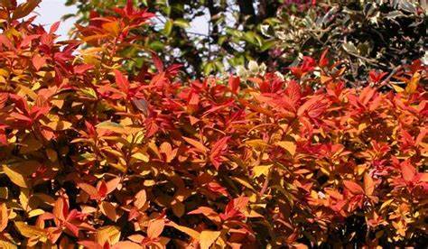 Gold Flame Spirea