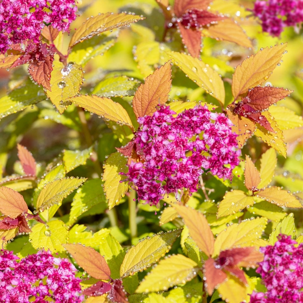Gold Flame Spirea