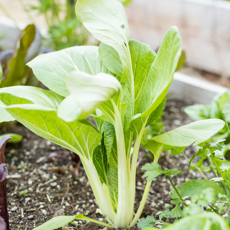 Organic Greens, Pak Choi (1/4 lb)