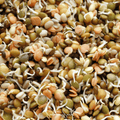 Crunchy Lentils Sprout Mix 500 Seeds, Non-GMO, Green, Red & French Lentils, Easy to Grow, Nutritious Sprouts for Salad & Stir-Fry