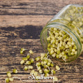 Organic Mung Bean Sprouting Seeds – 500 Non-GMO, Heirloom, Open Pollinated, Fast-Growing, Indoor Edible Sprouts