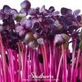 Rambo Purple Sprout Radish Seeds – 100 Non-GMO Sprouting Seeds for Salads & Sandwiches