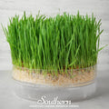 Hard Red Winter Wheat Sprouts Seeds – Non-GMO, Heirloom, American Grown for Juicing & Sprouting