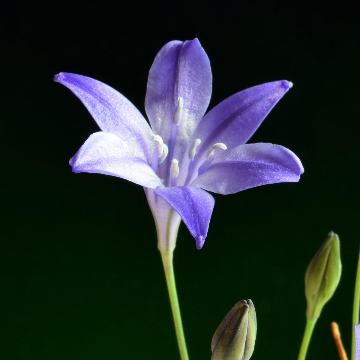 Triteleia - Queen Fabiola