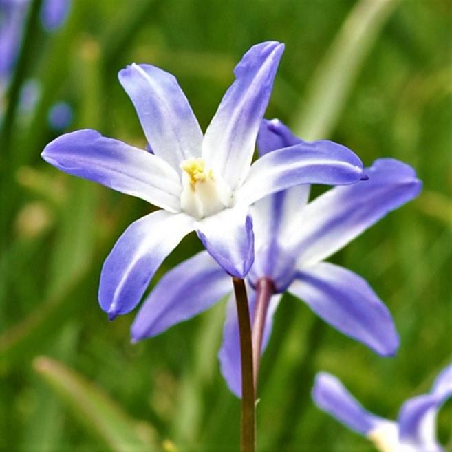 Chionodoxa - Spring Singalong Mix