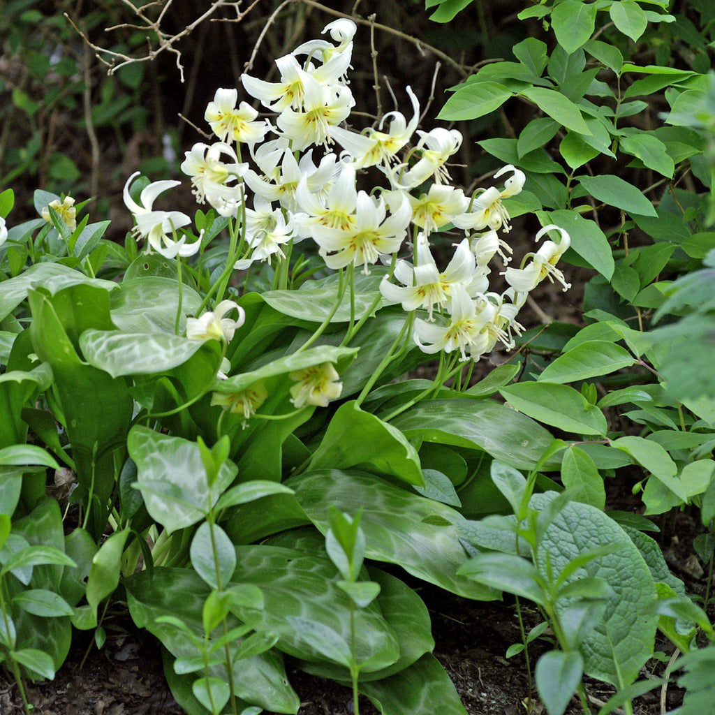 Erythronium - Californicum White Beauty