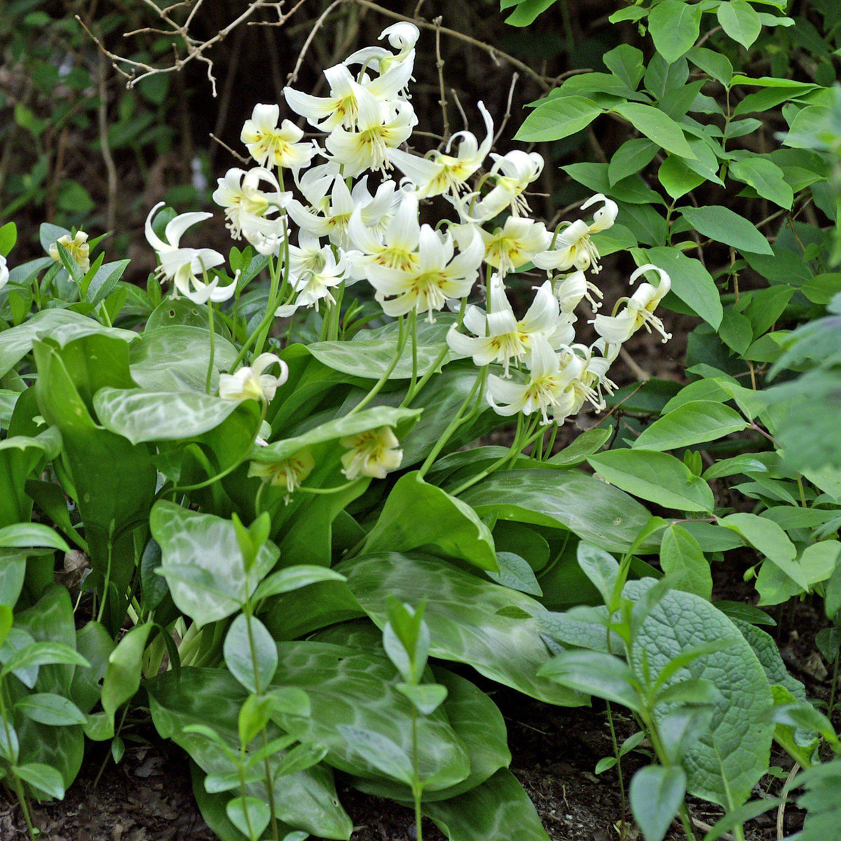 Erythronium - Californicum White Beauty