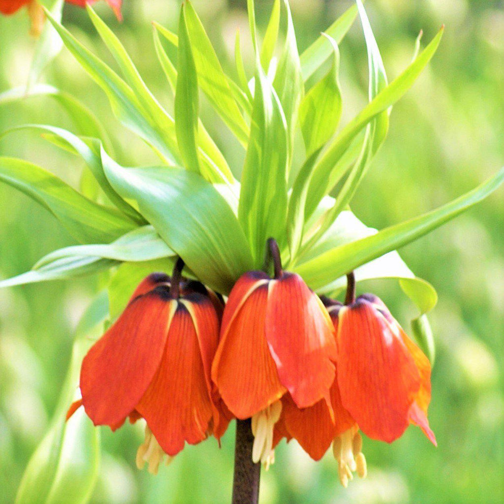 Fritillaria - Crown Imperial Red