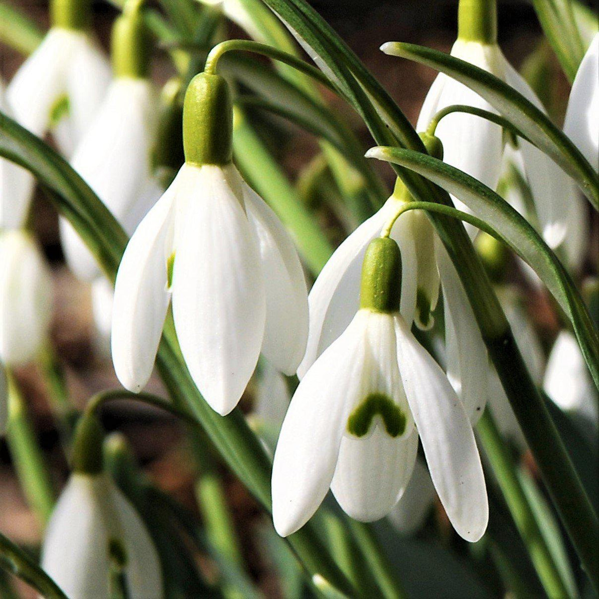 Galanthus - Common Snowdrop Nivalis