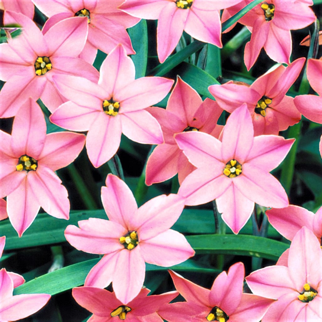 Starflower - Charlotte Bishop
