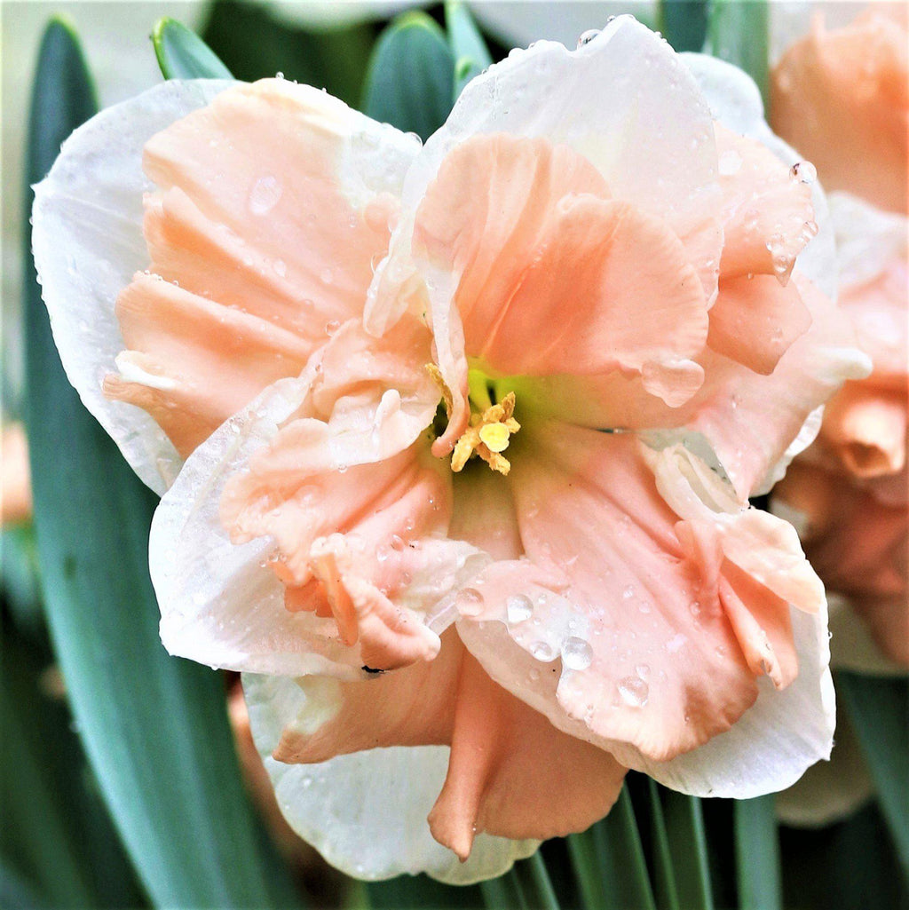 Narcissus - Daffodil Apricot Whirl