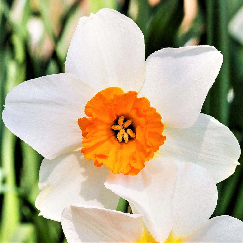 Narcissus - Daffodil Barrett Browning