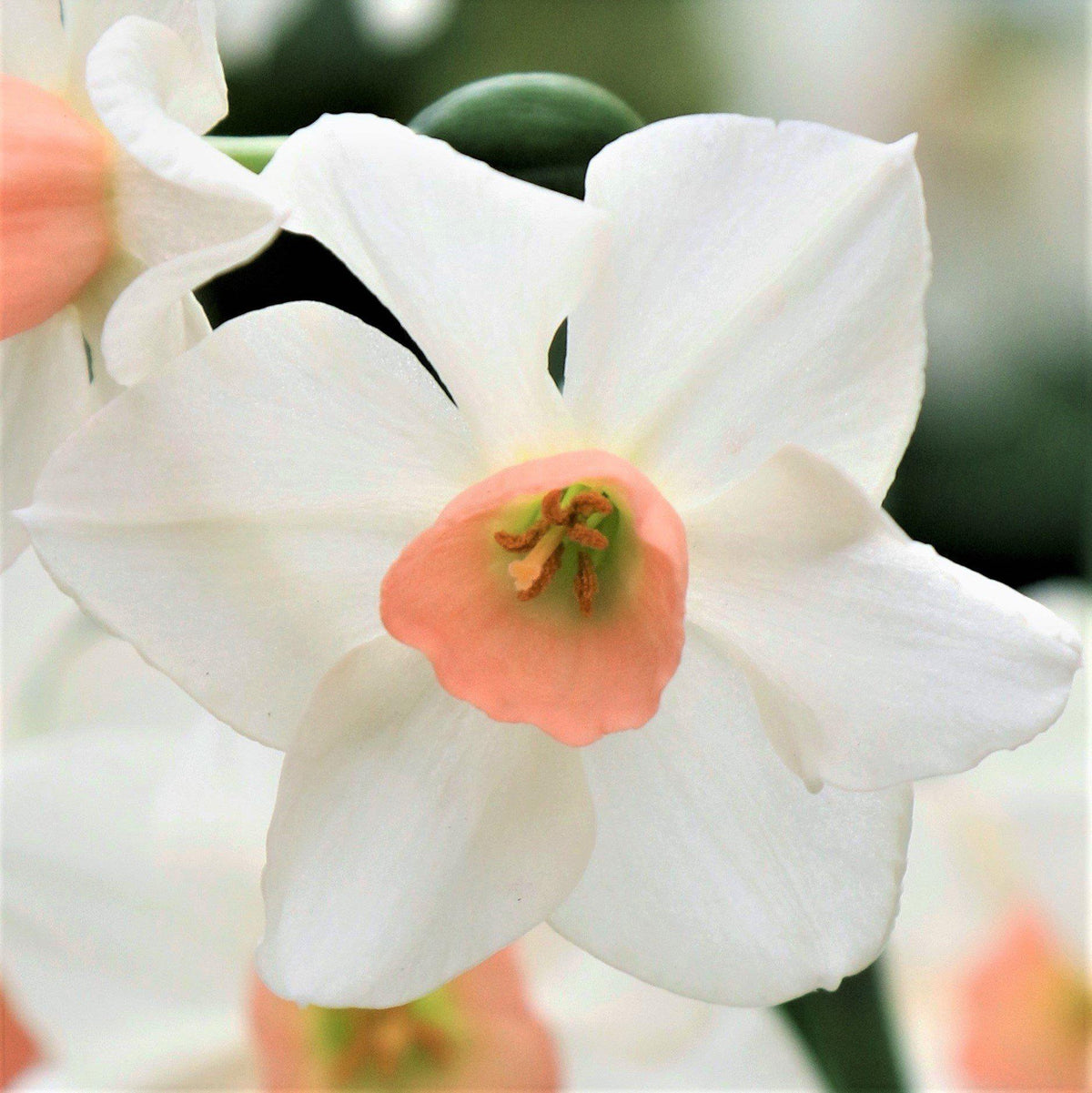 Narcissus - Daffodil Bell Song