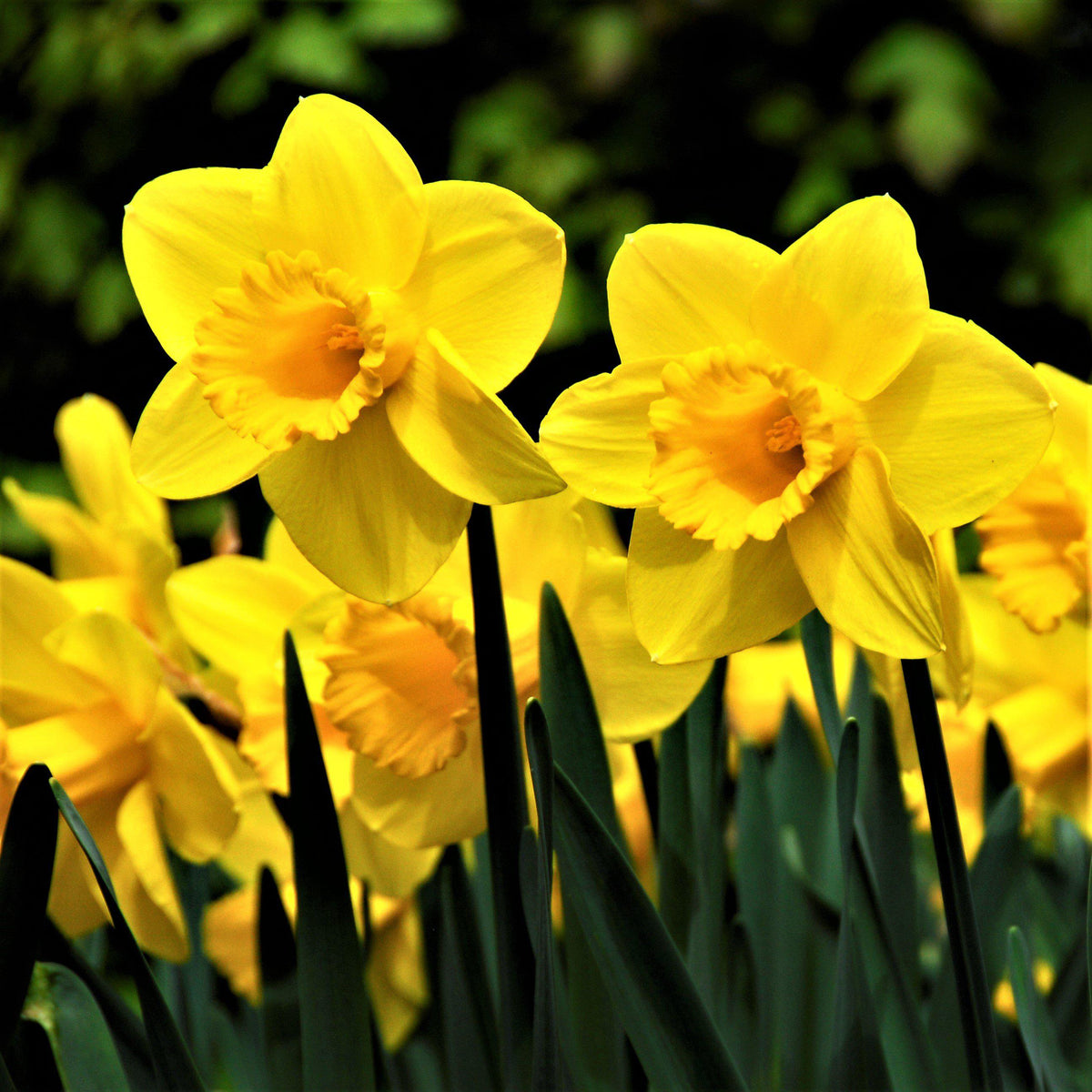 Narcissus - Daffodil Carlton