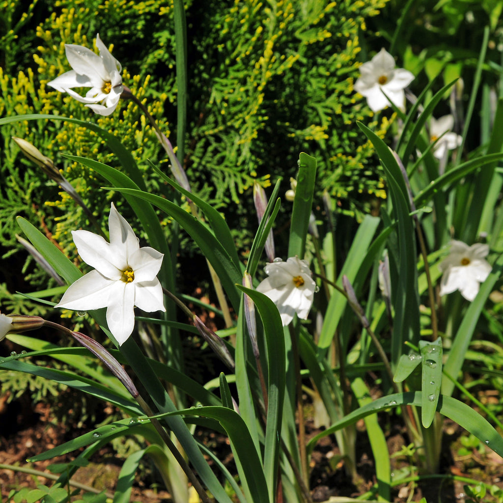 Starflower - Alberto Castillo