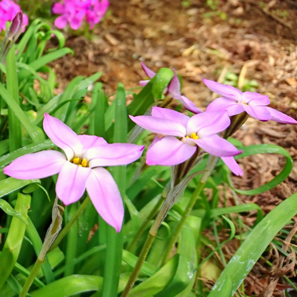 Starflower - Charlotte Bishop