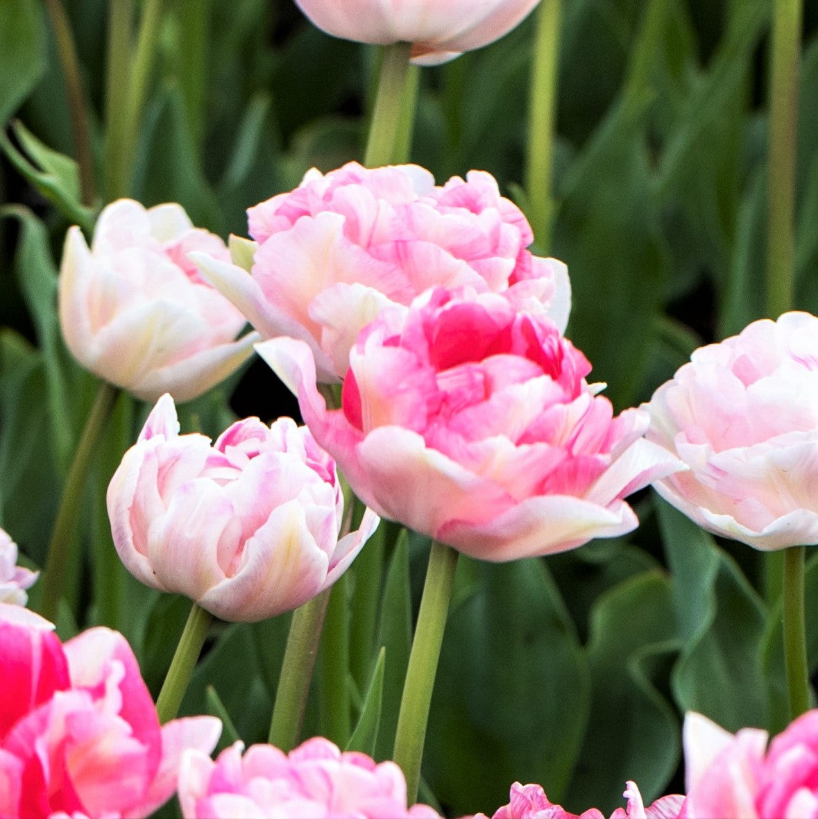 Tulip - Angelique