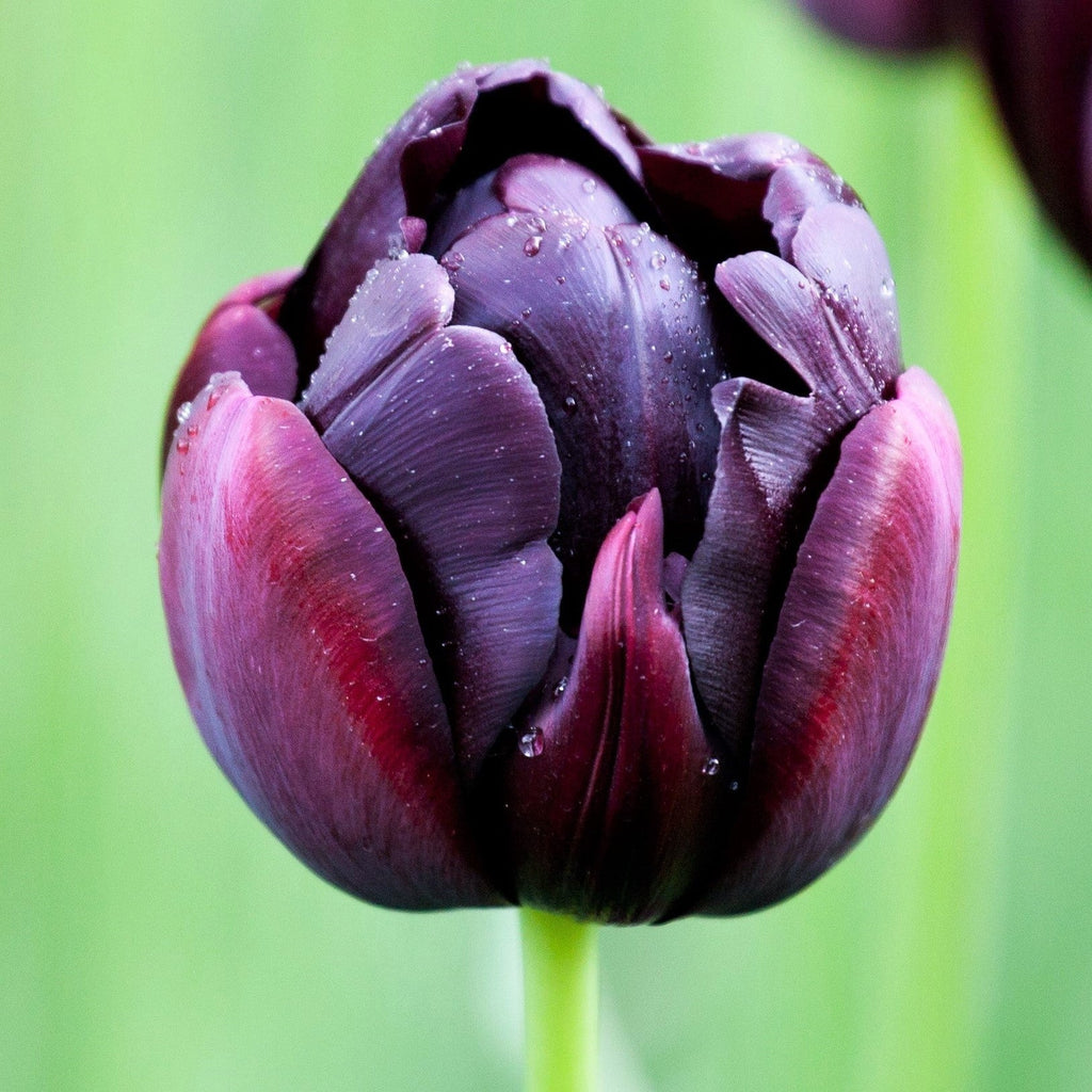 Tulip - Black Hero
