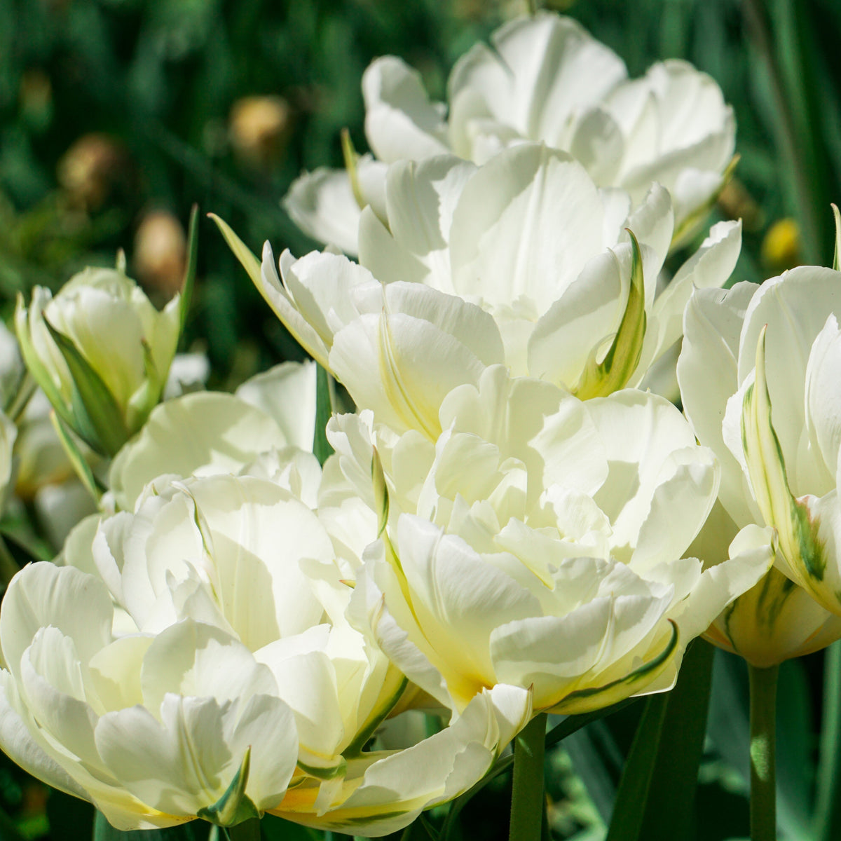 Tulip - Mount Tacoma