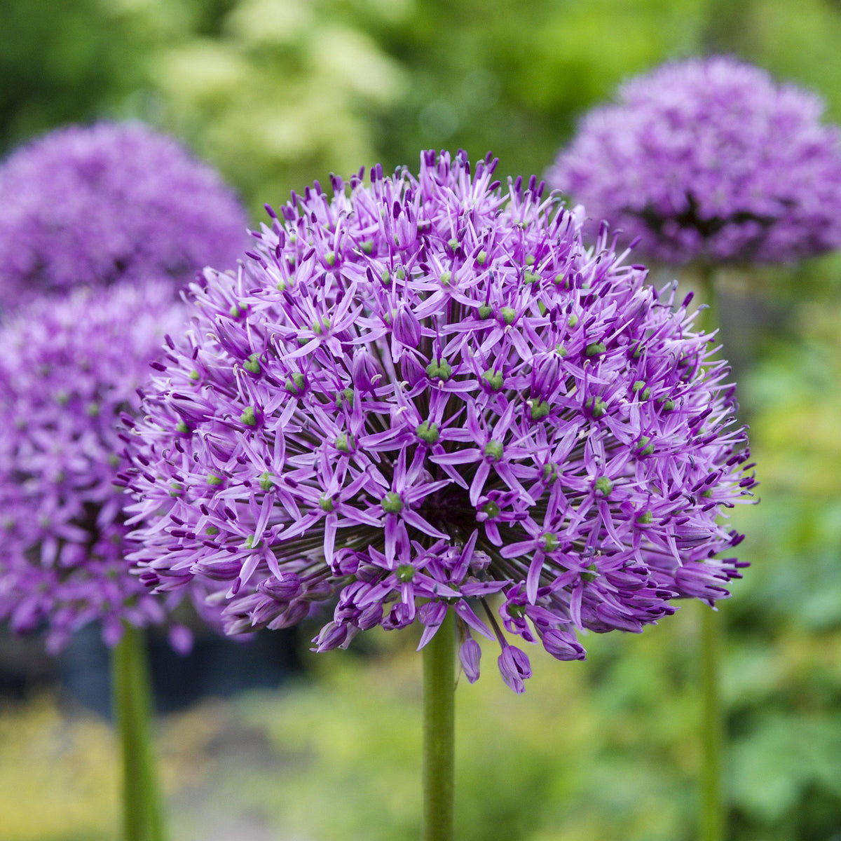 Allium - Aflatunense Purple Sensation