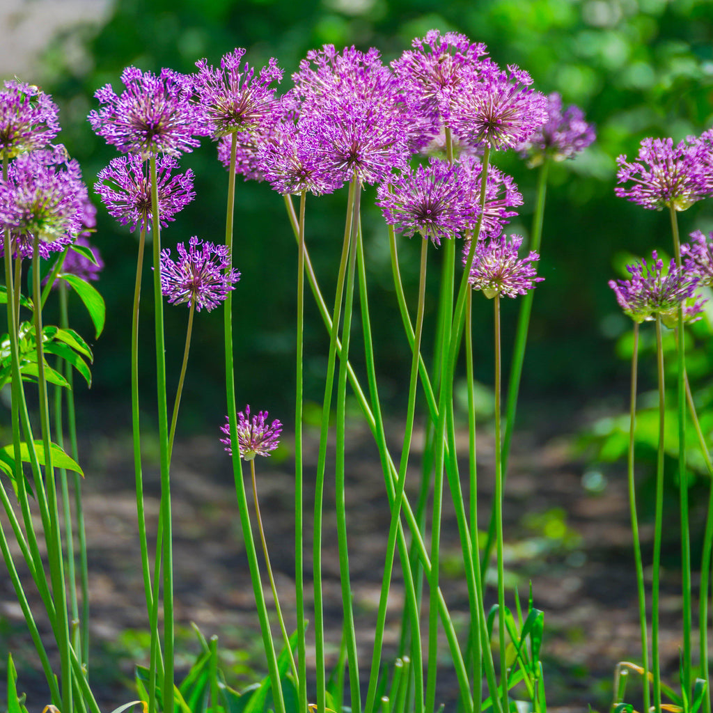 Allium - Aflatunense Purple Sensation