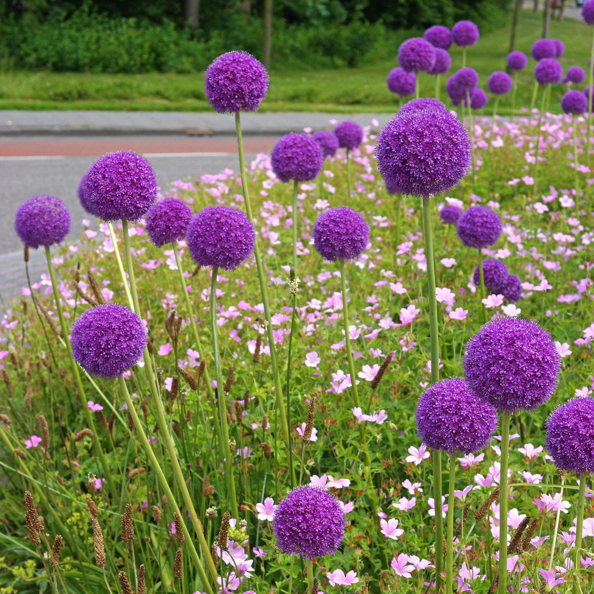 Allium - Giganteum
