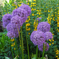 Allium - Globemaster