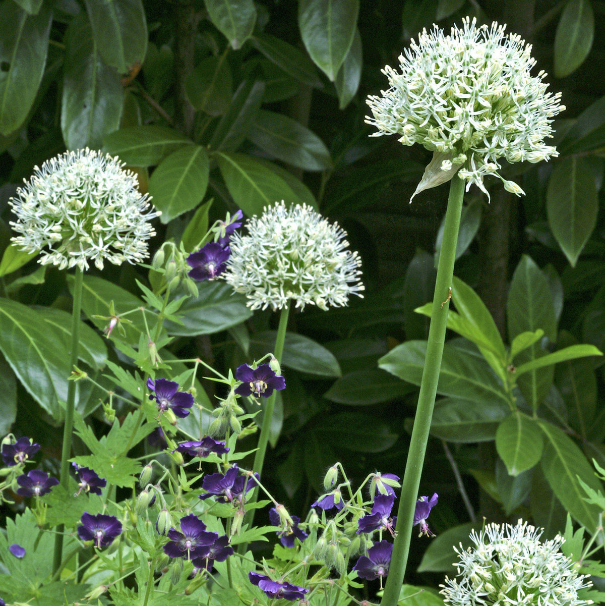 Allium - Mount Everest