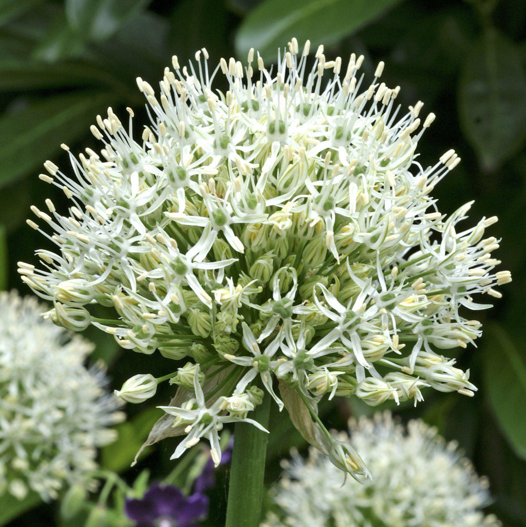 Allium - Mount Everest