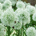 Allium - Mount Everest
