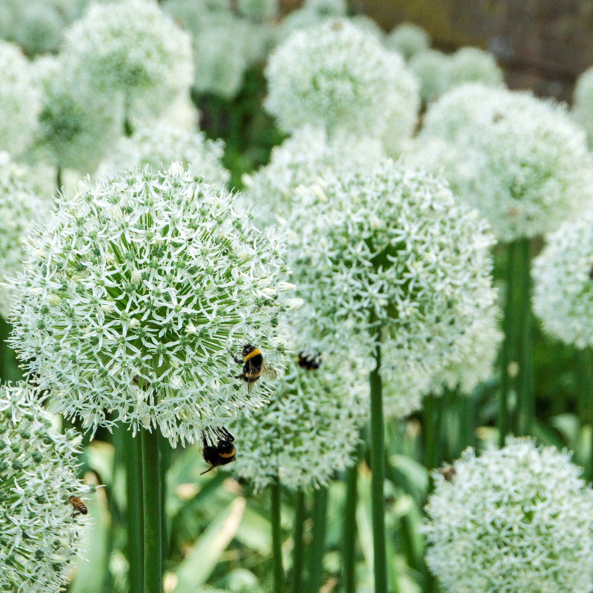 Allium - Mount Everest