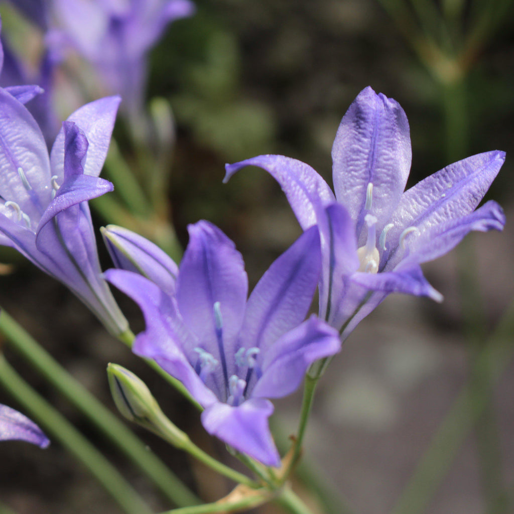 Triteleia - Queen Fabiola