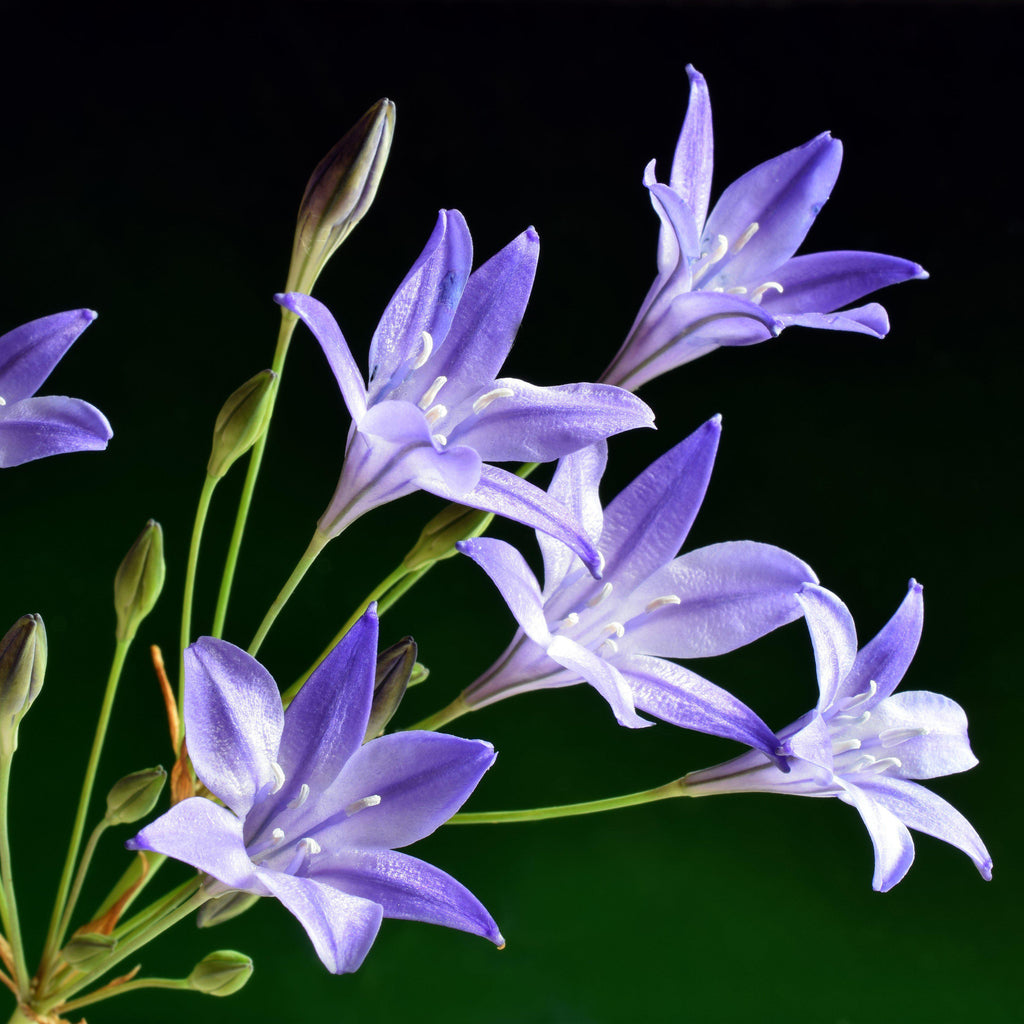 Triteleia - Queen Fabiola