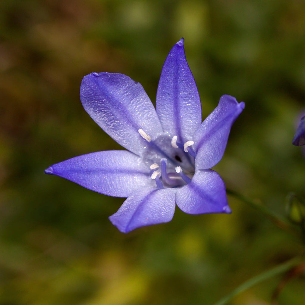 Triteleia - Queen Fabiola