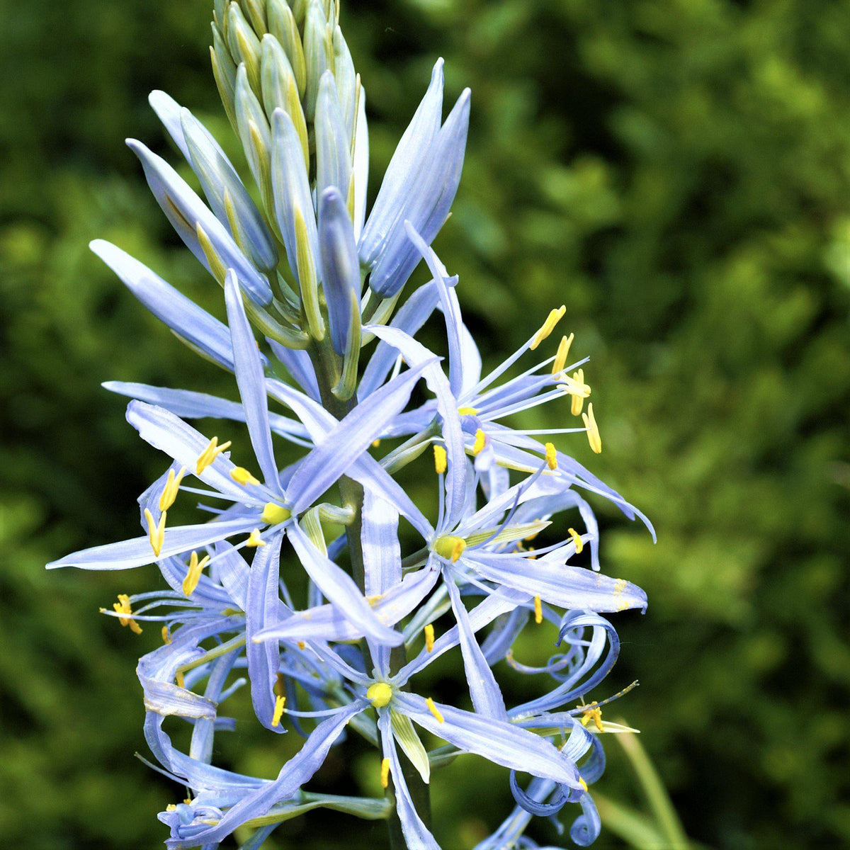 Camassia - Cusickii Wild Hyacinth