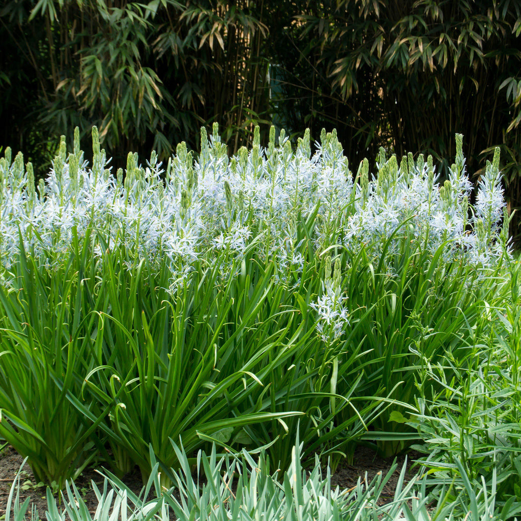 Camassia - Cusickii Wild Hyacinth