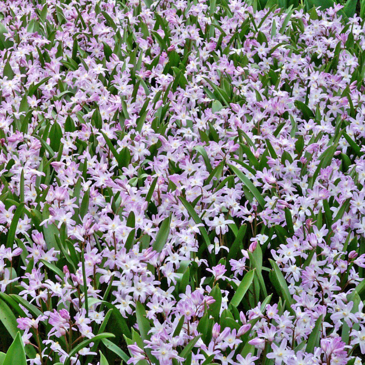Chionodoxa - Violet Beauty