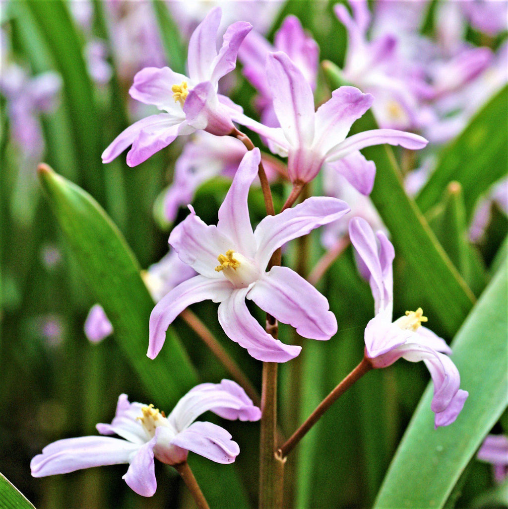 Chionodoxa - Spring Singalong Mix