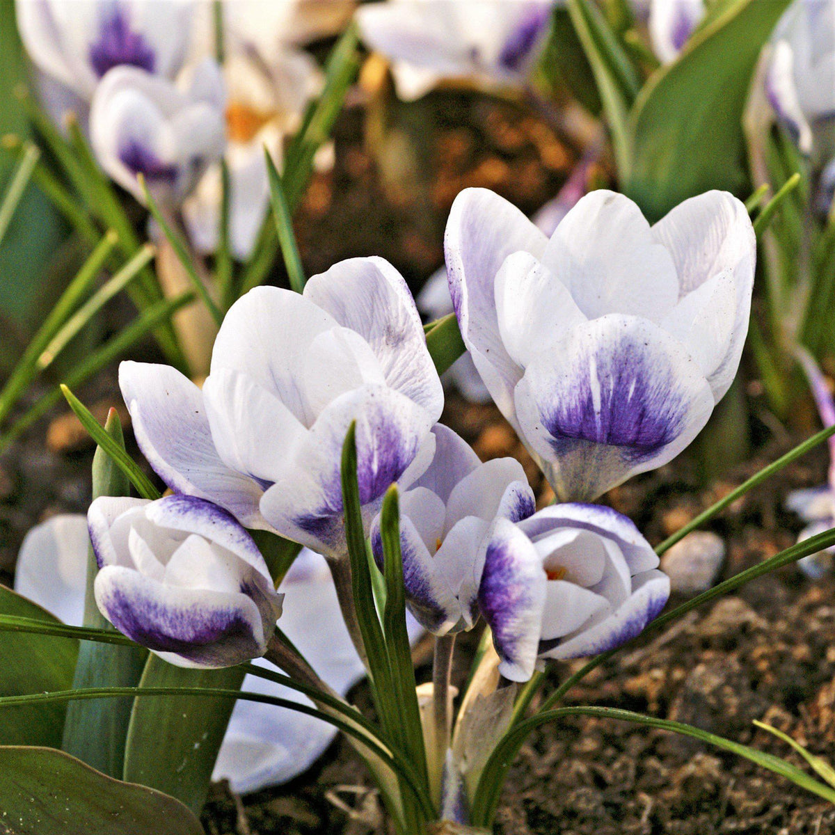Crocus - Prins Claus
