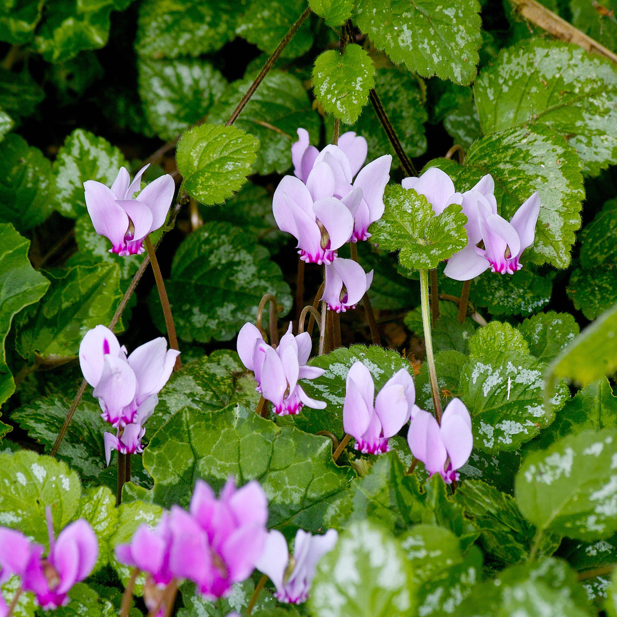 Cyclamen - Hederifolium (Hardy)