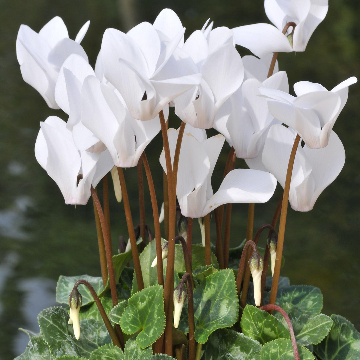 Cyclamen - Angel Flutter Mix