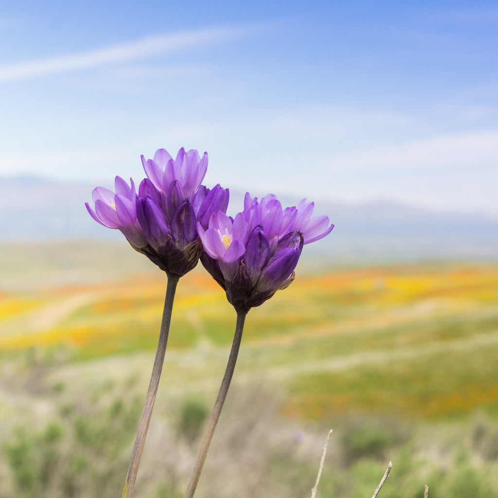 Dichelostemma - Congestum