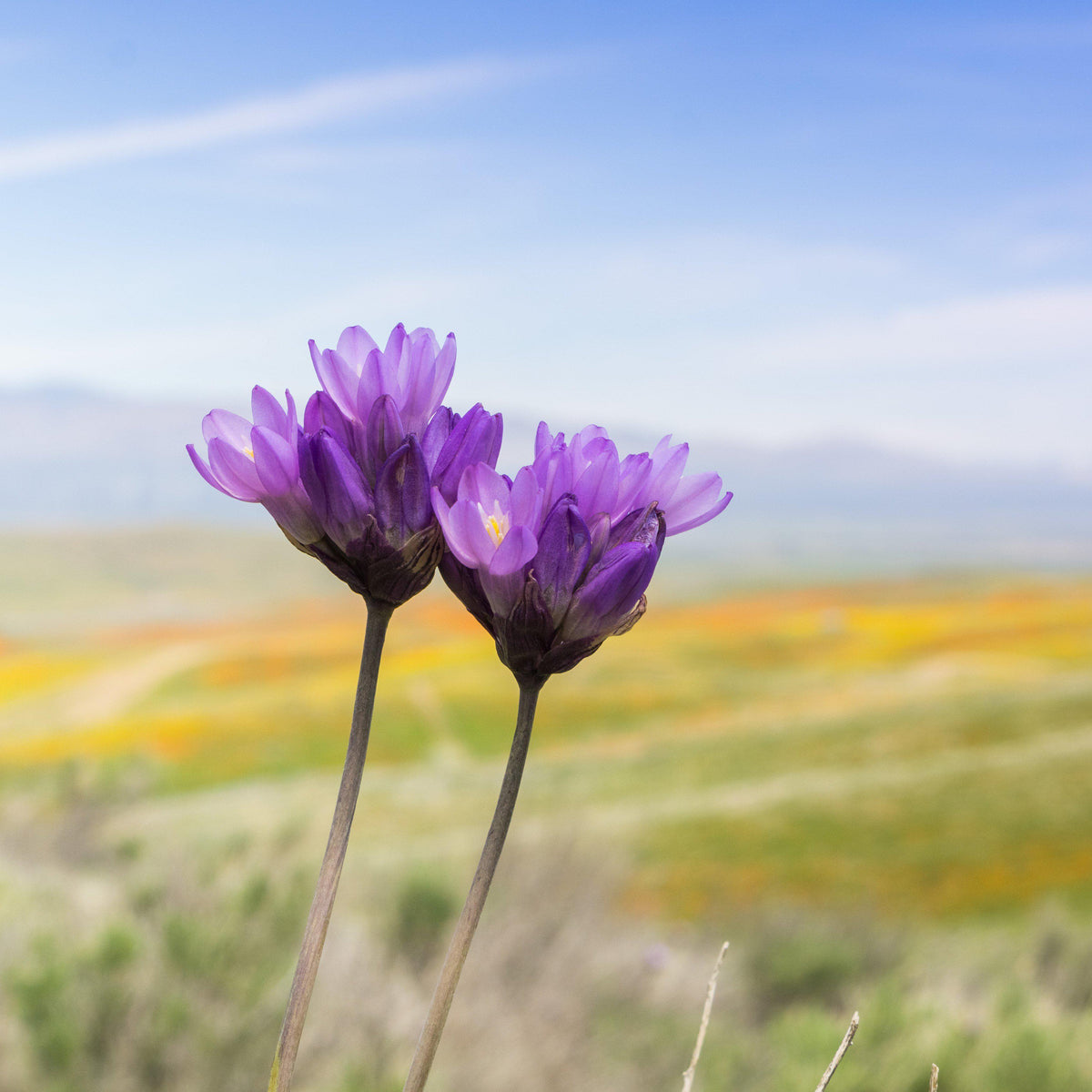 Dichelostemma - Congestum