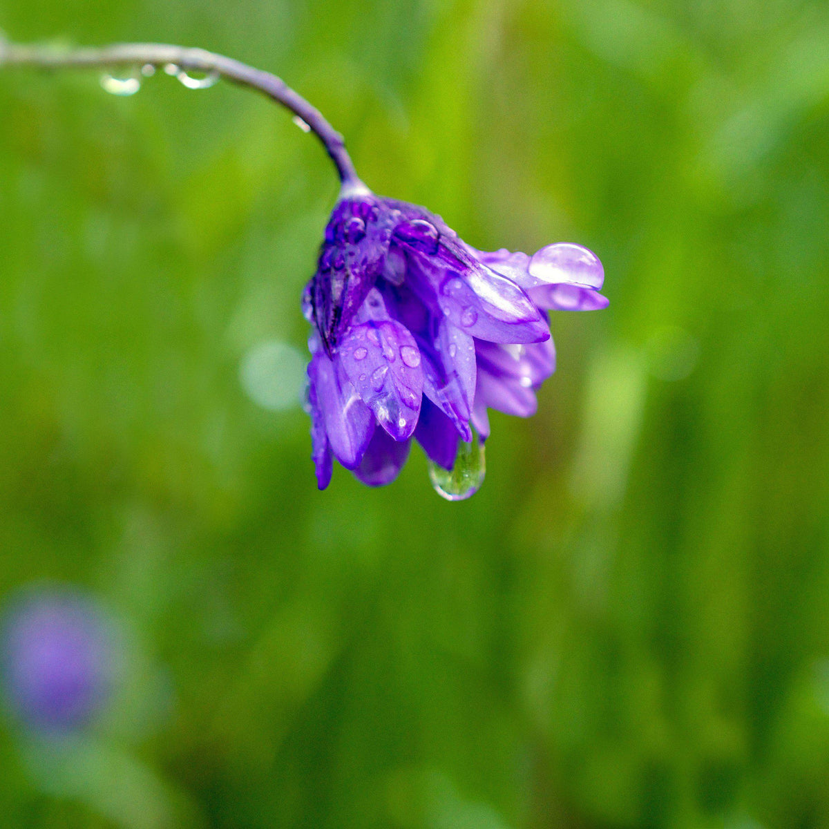 Dichelostemma - Congestum