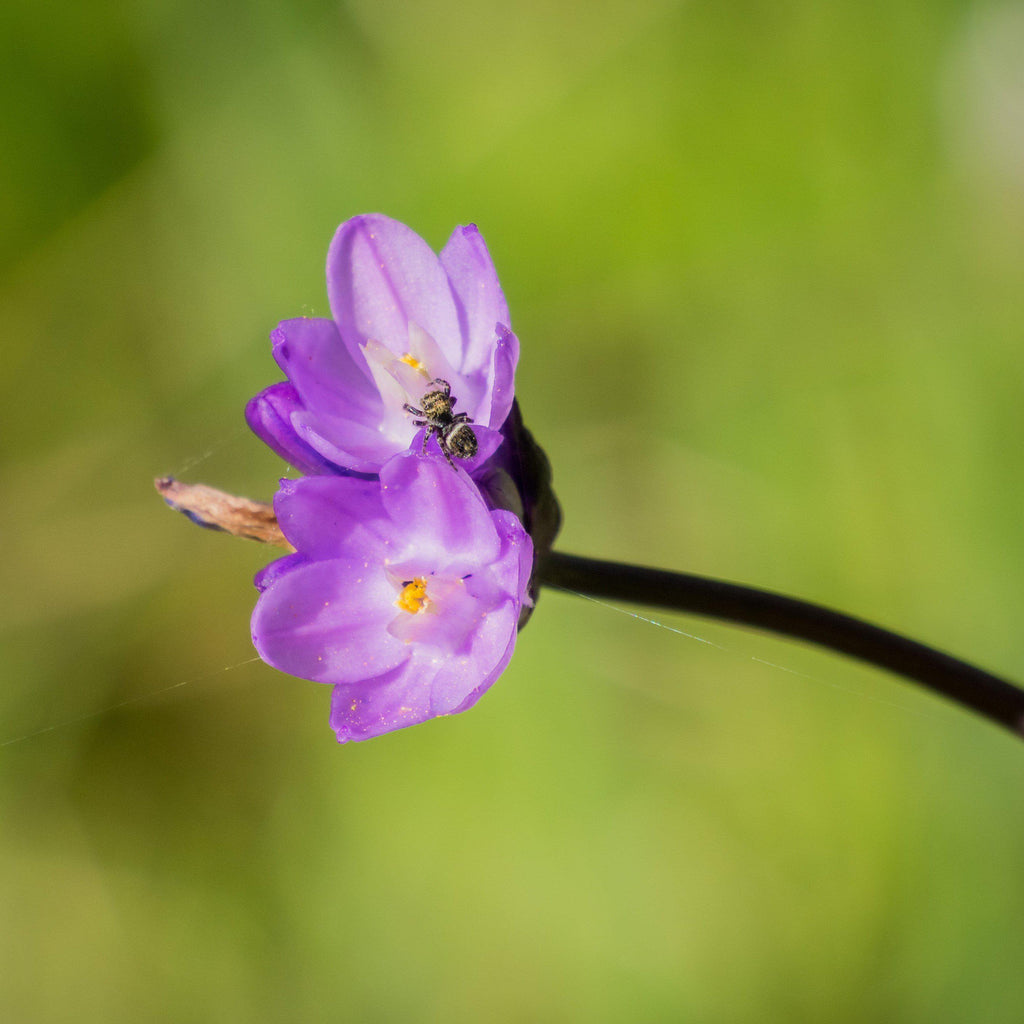 Dichelostemma - Congestum