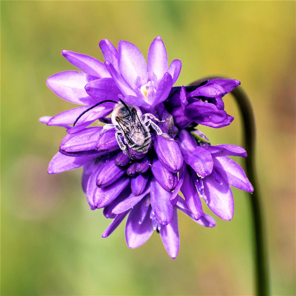 Dichelostemma - Congestum